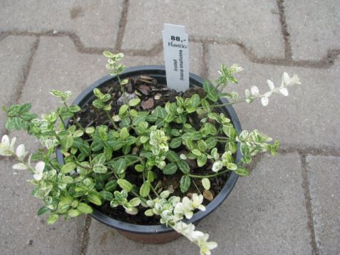 Euonymus nízký, drobnolistý, plazivý