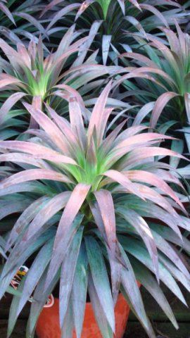 Yucca aloifolia purpurea