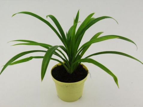 Pandanus latifolia