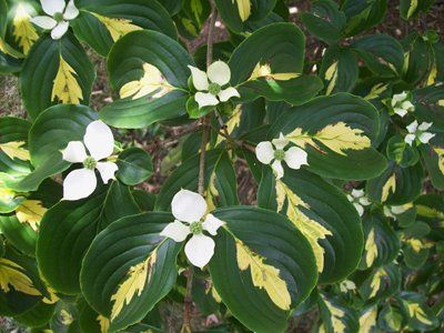 Cornus kousa pěstování