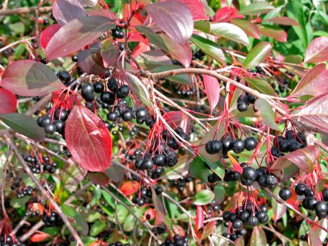 Aronia melanocarpa "brilliant" - černý jeřáb, temnoplodec