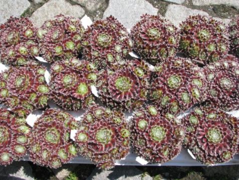 Arachnoideum rubrum sempervivum