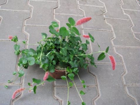 Acalypha hispaniolae