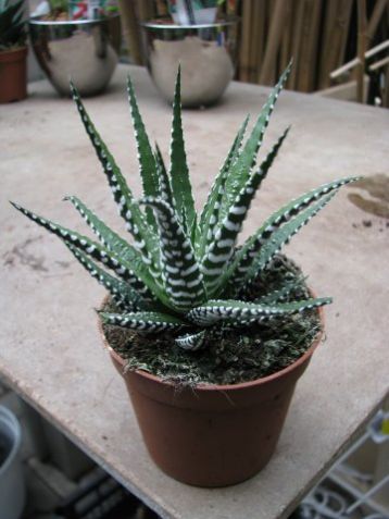 Haworthia fasciata "big band"