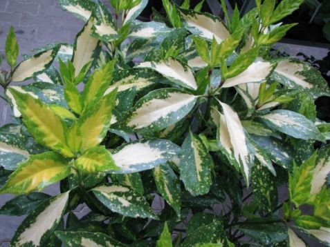 Aucuba japonica "picturata" - aukuba japonská