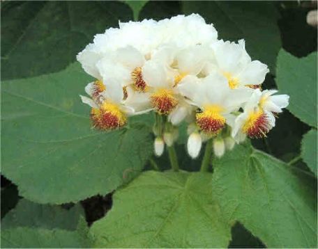 Sparmannia africana- lípěnka africká, pokojová lipka