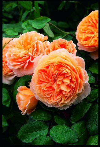 Crown princess margareta