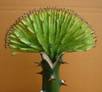 Euphorbia lactea cristata "jade" - pryšec