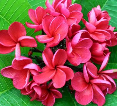 Plumeria "red siam"