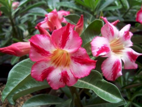 Adenium obesum "harry" - pouštní růže