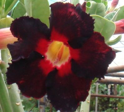 Adenium obesum "black asia" - pouštní růže