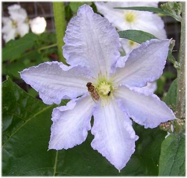 Clematis "blekitny aniol"