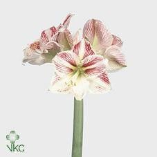 Hippeastrum "happines" - hvězdník,nesprávně amarylis