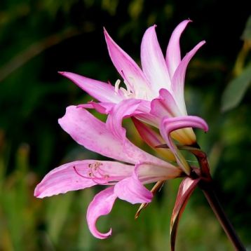 Amaryllis belladonna