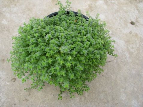 Thymus