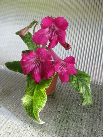 Streptocarpus "iced pink flamingo"