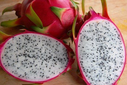 Hylocereus, undatus,dragon fruit,pitahaja,pitahaya