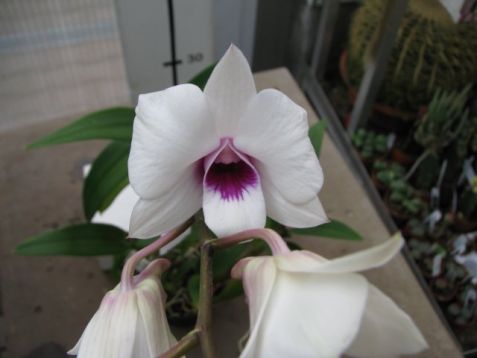 Dendrobium hybrid č.6