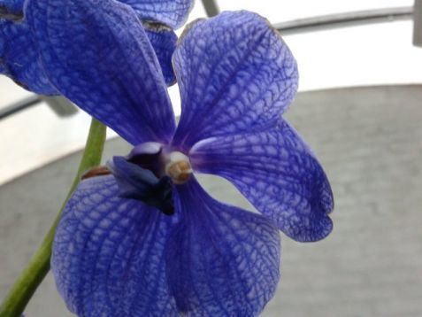 Vanda hybrid č.4