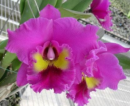 Cattleya hybrid "king of taiwan"