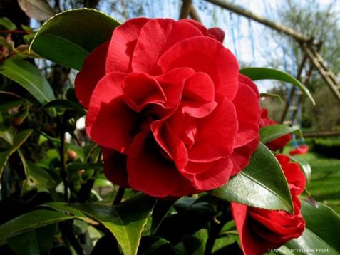 Camellia "beni goroho" - kamélie
