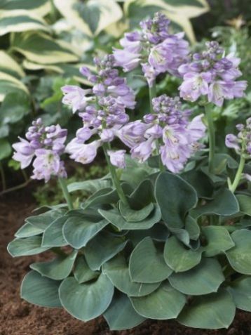 Hosta "blue mouse ears" - bohyška