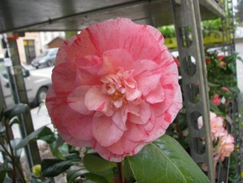 Camellia "carter´s sunburst" - kamélie