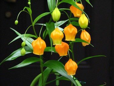 Sandersonia aurantiaca