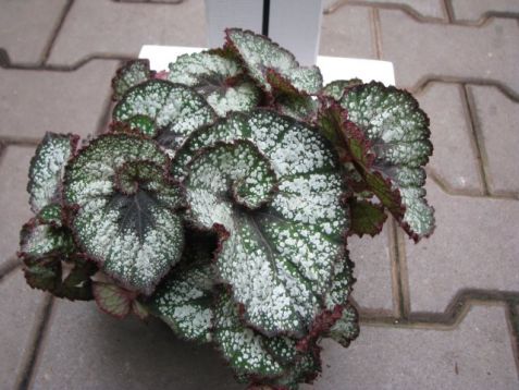 Begonia "begoniaceae" - listová begonie