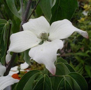 Cornus kousa "john slocock " - dřín japonský