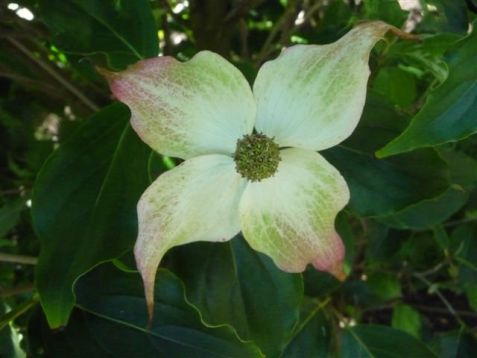 Cornus kousa "angy dwarf"