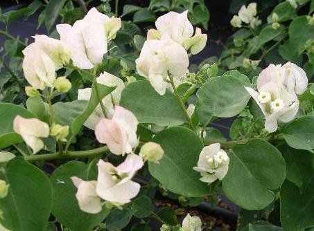 Bougainvillea "sea foam" - bugenvilea