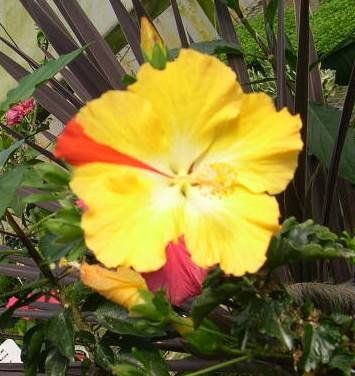 Hibiscus sinensis "pizza hut" - ibišek pokojový