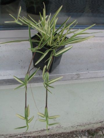 Agrostis stolonifera variegata