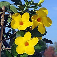 Dipladenia, mandeville "lanwisconsin, citrine"