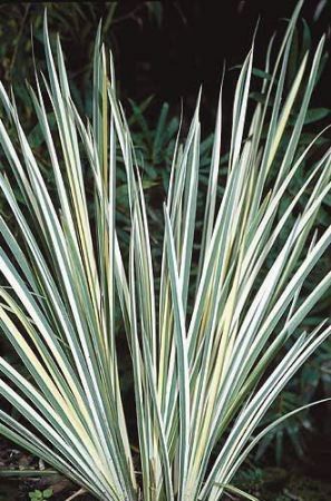 Iris kaempferi variegata - iris panašovaný