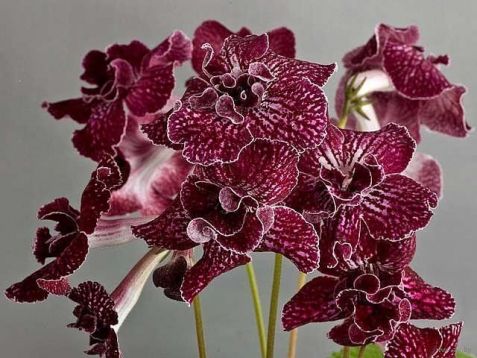Streptocarpus "expressija"