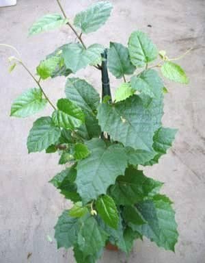 Cissus antarctica