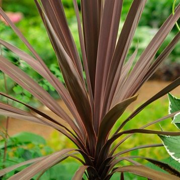 Dracaena / cordyline "purple tower"