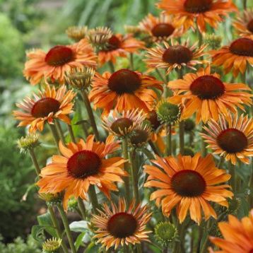Echinacea purpurea "orange passion" - třapatka nachová