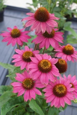 Echinacea "pow wow wild berry" - třapatka