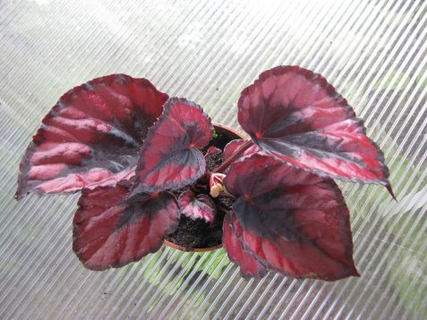 Begonia "inca night" - begonie listová