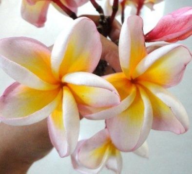 Plumeria "yellow rainbow"