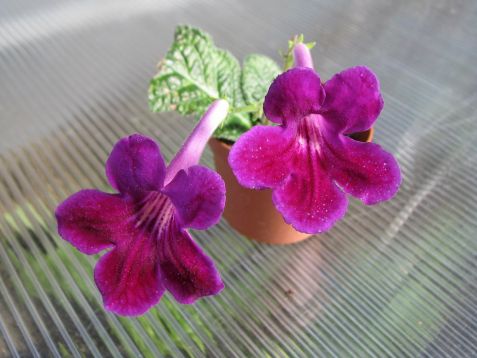 Streptocarpus "southshore"