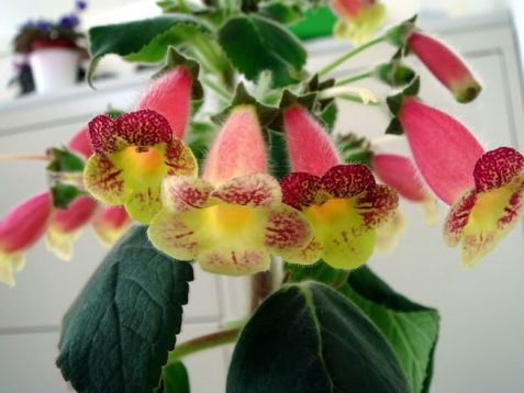 Kohleria "an's nagging macaws"