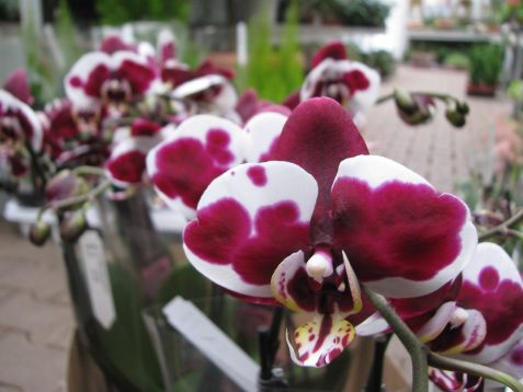 Phalaenopsis "picasso"