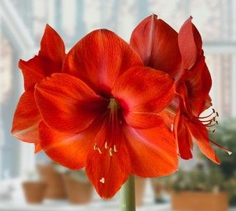 Hippeastrum "desire" - hvězdník, nesprávně amarylis