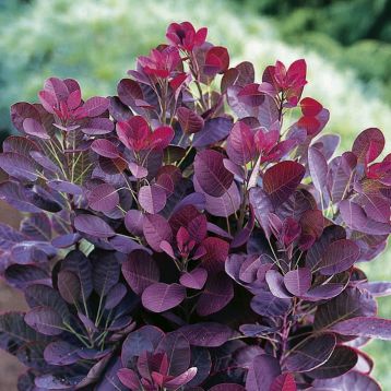 Cotinus coggygria "royal purple" - ruj vlasatá