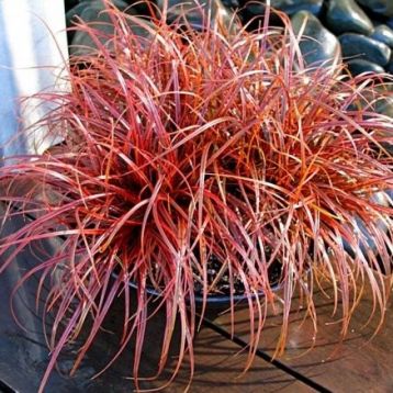 Uncinia rubra"everflame - belinda's find"