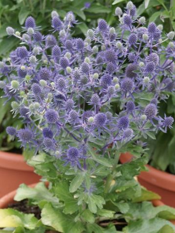 Eryngium "little blue wonder"
